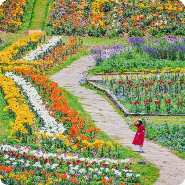 初夏のゆり・ひまわりまつり